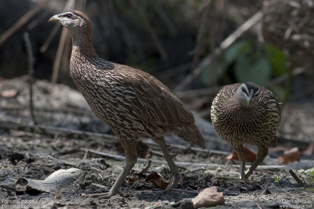 Double-spurred Spurfowl