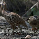 Francolin à double éperon