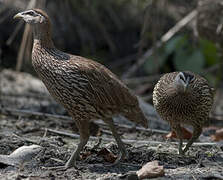 Double-spurred Francolin