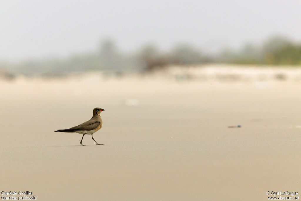 Collared Pratincole