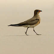 Collared Pratincole