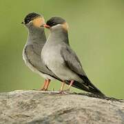 Rock Pratincole