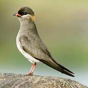 Rock Pratincole