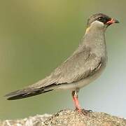 Rock Pratincole