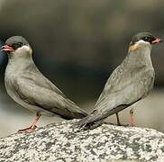 Rock Pratincole