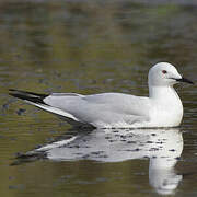 Slender-billed Gull