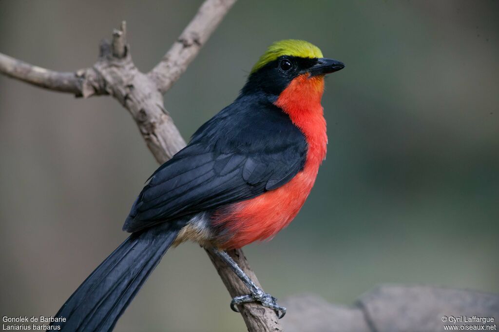 Yellow-crowned Gonolekadult, identification