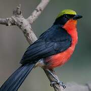 Yellow-crowned Gonolek