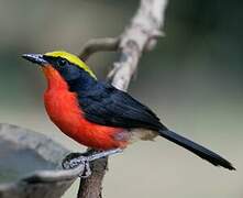 Yellow-crowned Gonolek