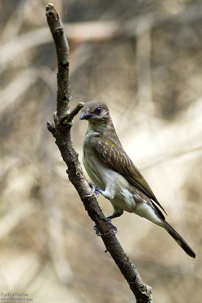 Greater Honeyguide female adult, identification