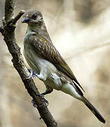 Greater Honeyguide