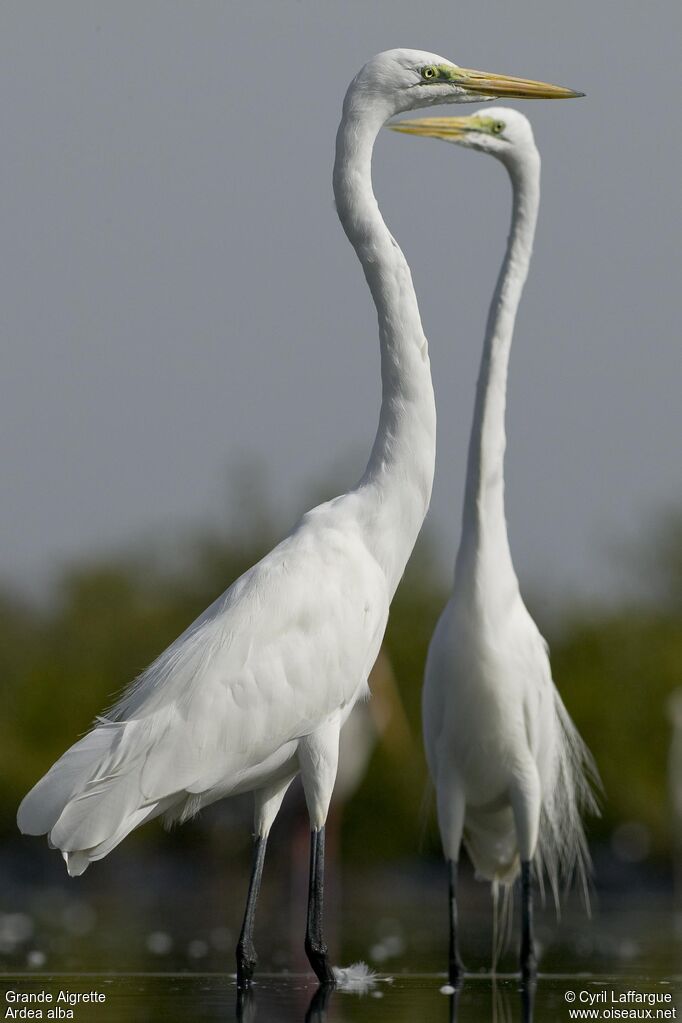 Grande Aigrette, identification