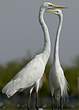 Grande Aigrette