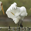 Grande Aigrette