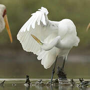 Grande Aigrette