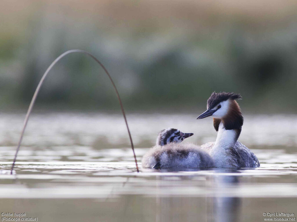 Great Crested Grebe