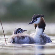 Great Crested Grebe