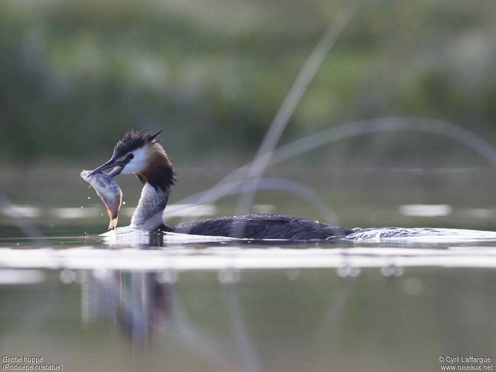 Great Crested Grebeadult