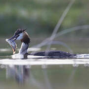 Great Crested Grebe