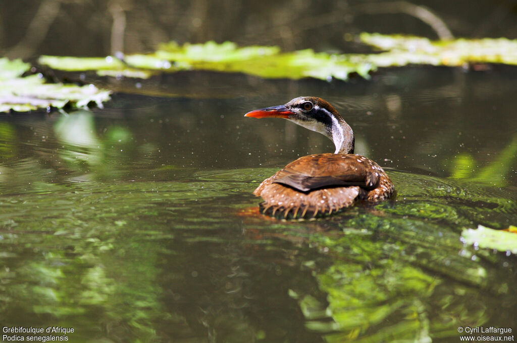 African Finfoot