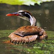 African Finfoot