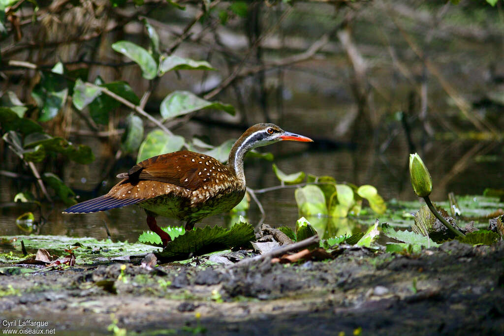 African Finfootadult, identification