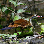 African Finfoot