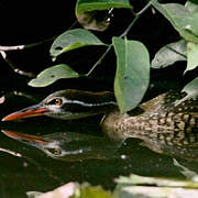 African Finfoot