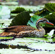 African Finfoot