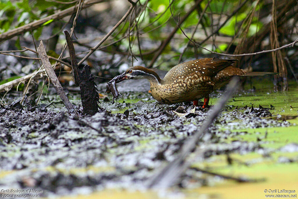 African Finfoot