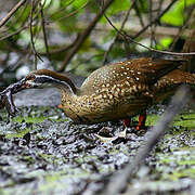 African Finfoot