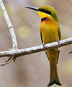 Little Bee-eater