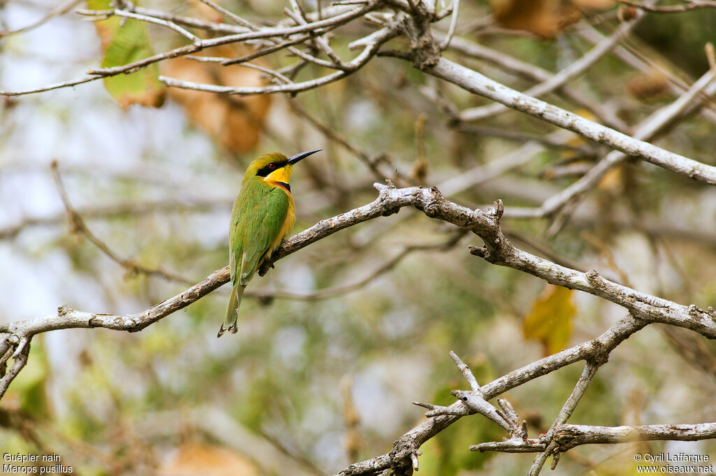 Little Bee-eater