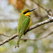 Little Bee-eater