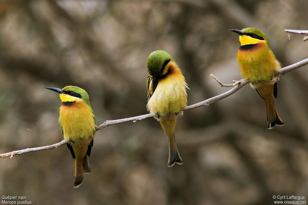 Little Bee-eater