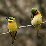 Little Bee-eater