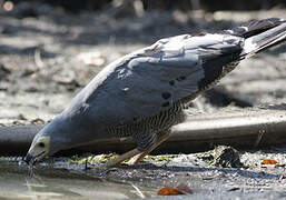 African Harrier-Hawk