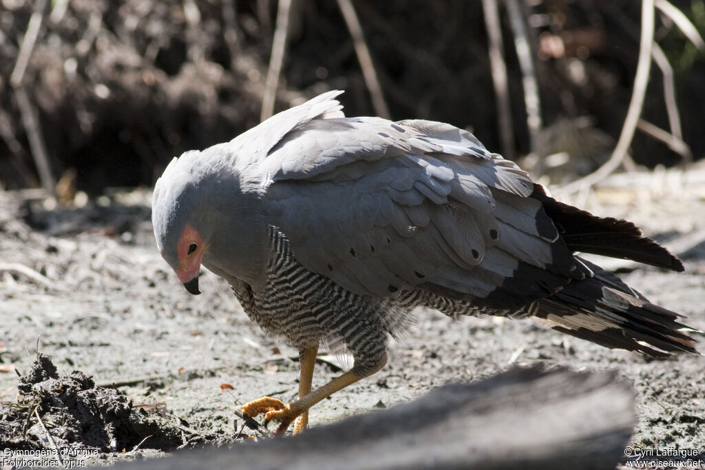 African Harrier-Hawkadult, identification