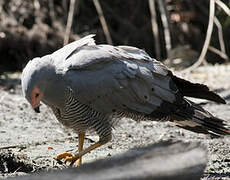 African Harrier-Hawk