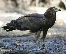 African Harrier-Hawk