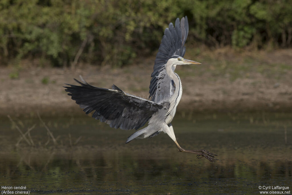 Grey Heron