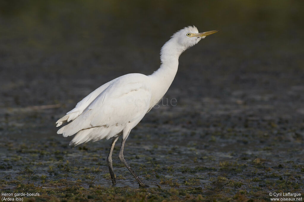 Western Cattle Egret