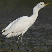 Western Cattle Egret