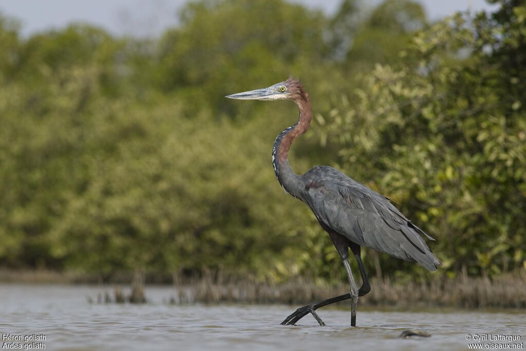 Goliath Heron, identification