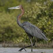 Goliath Heron