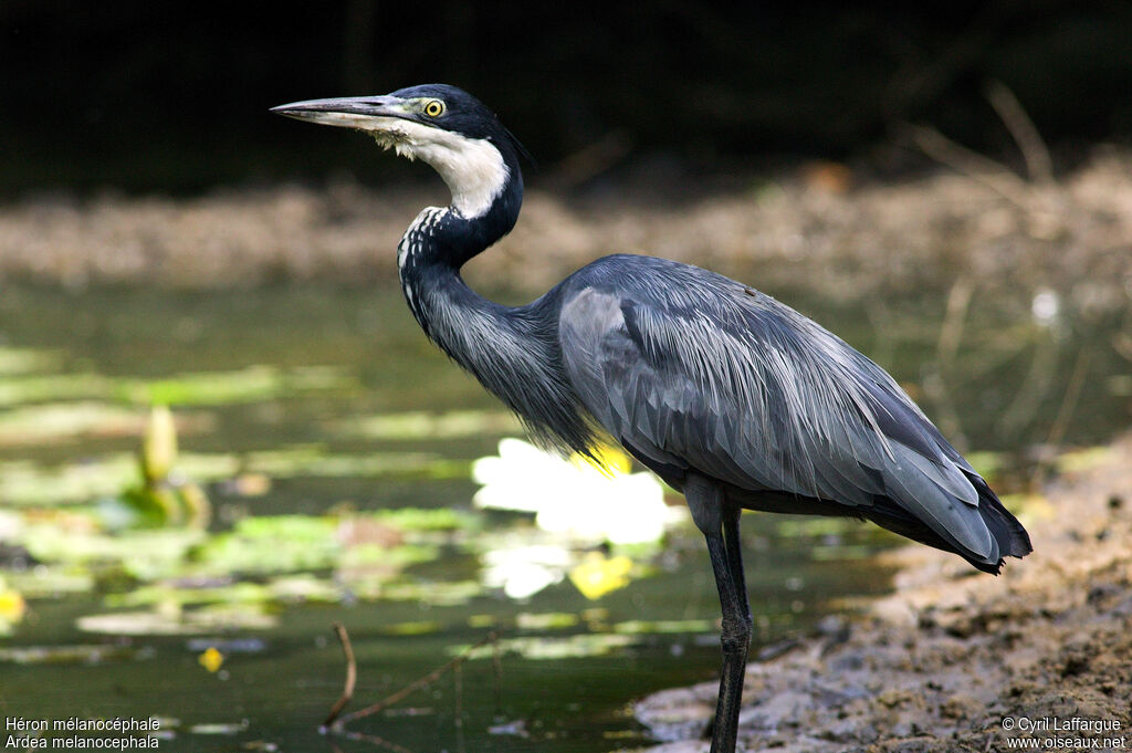 Black-headed Heron