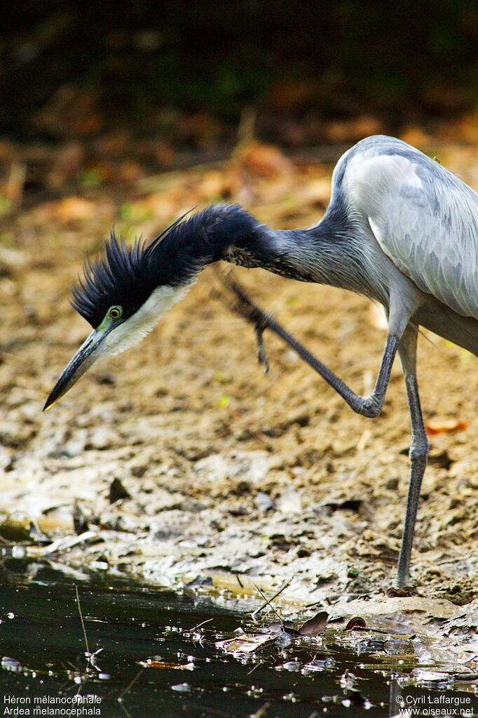 Black-headed Heron