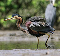 Purple Heron