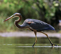 Purple Heron