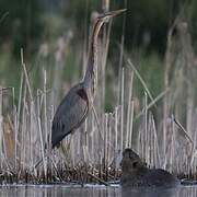 Purple Heron